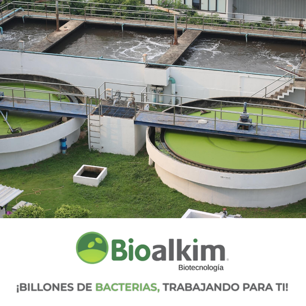 bioalkim innovacion con bacterias y desarrollo enfocado a la conservacion del agua